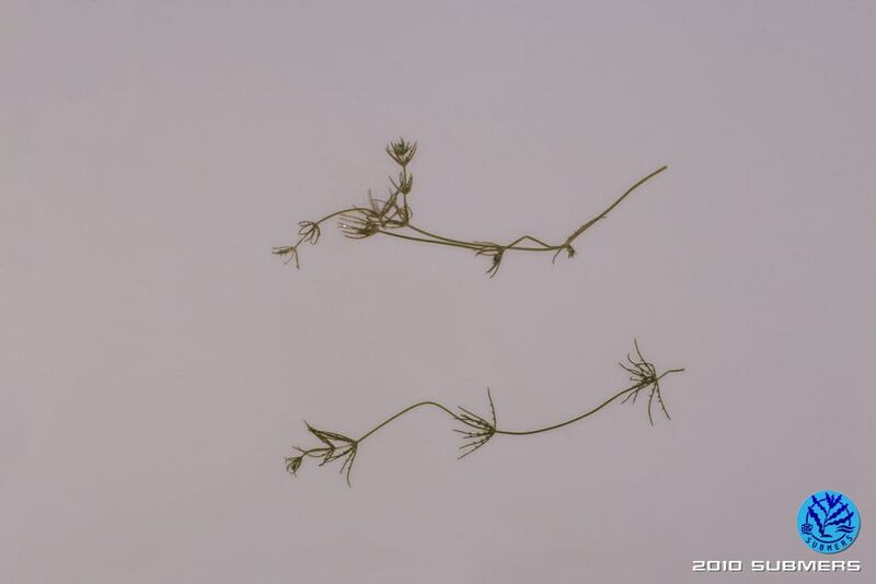Image 0005 ZAA OV.JPG
