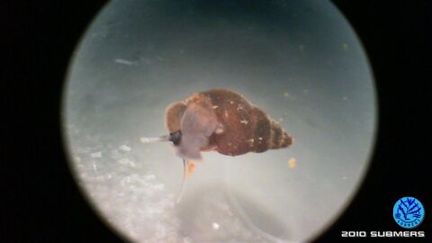Neuseeländische Zwergdeckelschnecke4.jpg