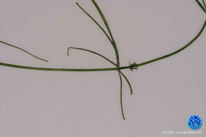 Datei:Image 0073 SAA D6.JPG