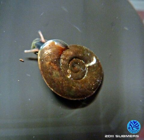 Gekielte Tellerschnecke5.jpg