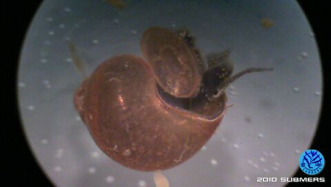 Langfühlerige Schnauzenschnecke3.jpg