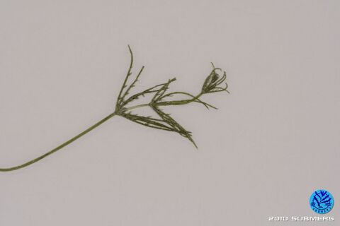 Image 0067 ZAA D4.JPG