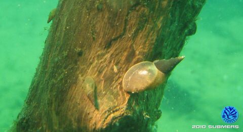 Spitzschlammschnecke4.jpg