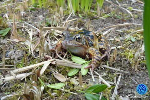 Grasfrosch27.jpg