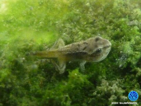 Grasfrosch5.jpg