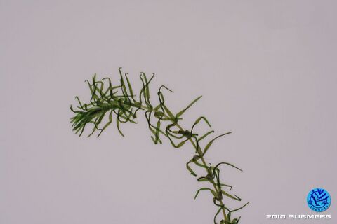 Image 0061 NWP D3.JPG