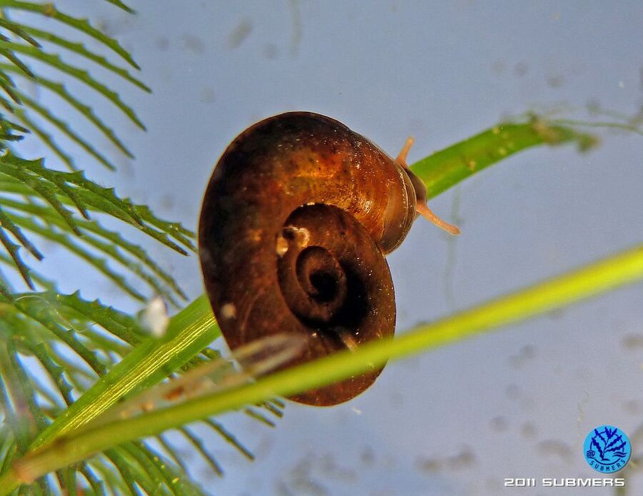 Gekielte Tellerschnecke10.jpg