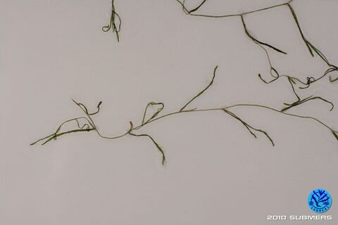 Image 0036 KLK D1.JPG