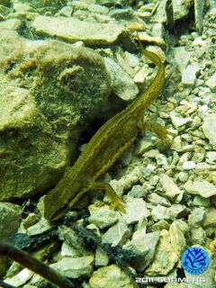 Teichmolchweibchen2.jpg