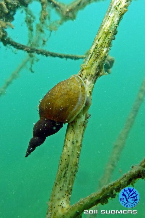 Spitzschlammschnecke25.jpg