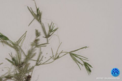 Image 0082 RAA D6.JPG