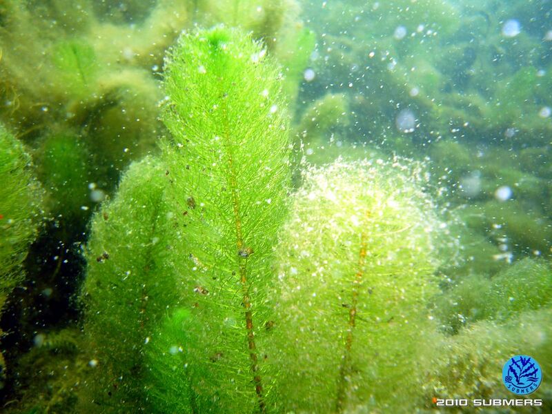 Datei:P1100223.jpg
