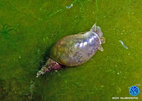 Spitzschlammschnecke32.jpg
