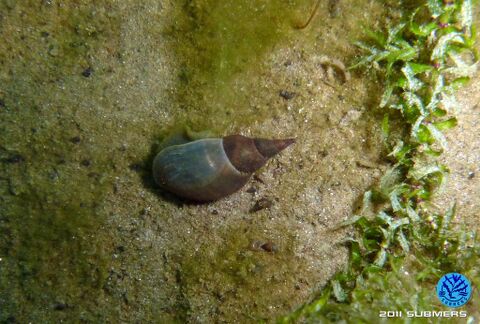 Spitzschlammschnecke21.jpg