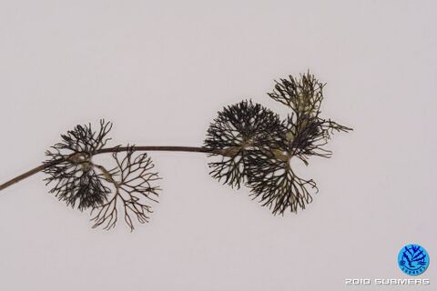 Image 0078 SHF D9.JPG