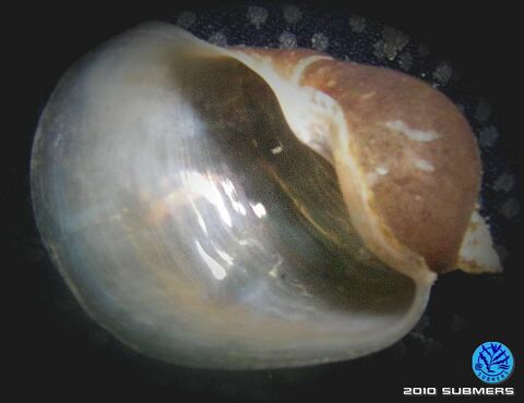 Ohrschlammschnecke1a.jpg