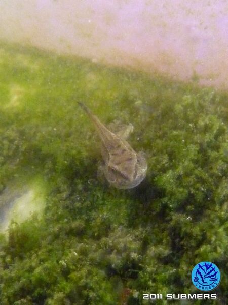 Datei:Grasfrosch7.jpg