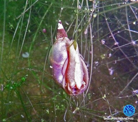 Spitzschlammschnecke31.jpg