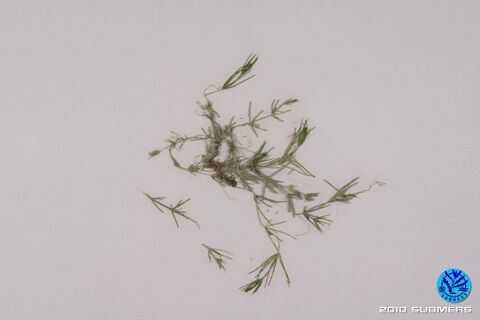 Image 0050 RAA D1.JPG