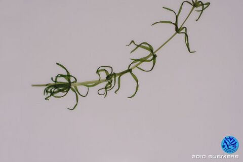 Image 0060 NWP D2.JPG