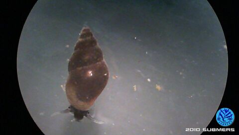 Neuseeländische Zwergdeckelschnecke6.jpg