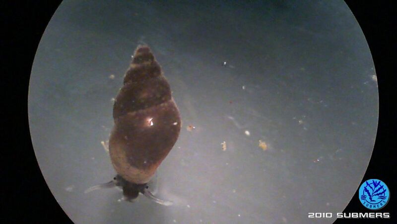 Datei:Neuseeländische Zwergdeckelschnecke6.jpg