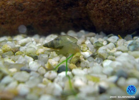 Spitzschlammschnecke11.jpg