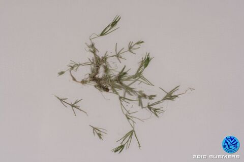 Image 0051 RAA D2.JPG