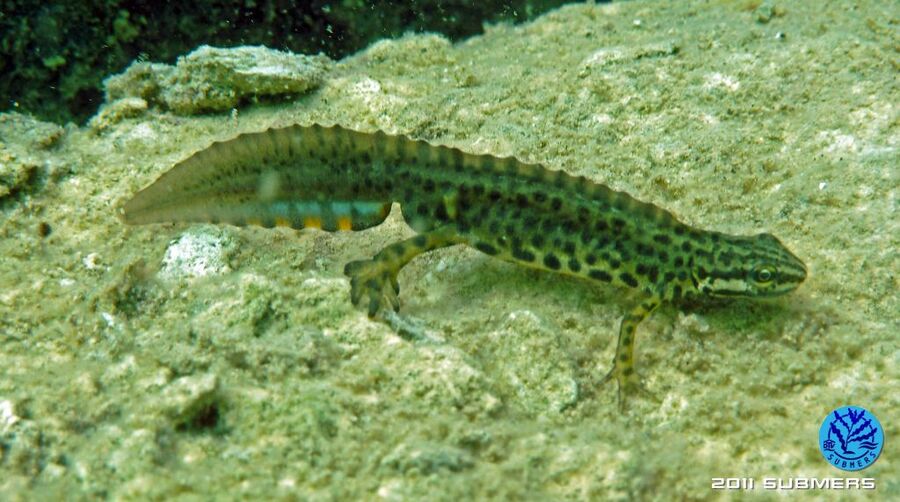 Teichmolchmaennchen3.jpg