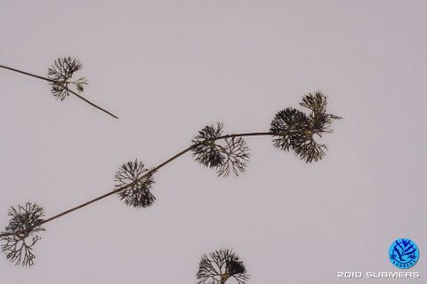 Image 0052 SHF D1.JPG