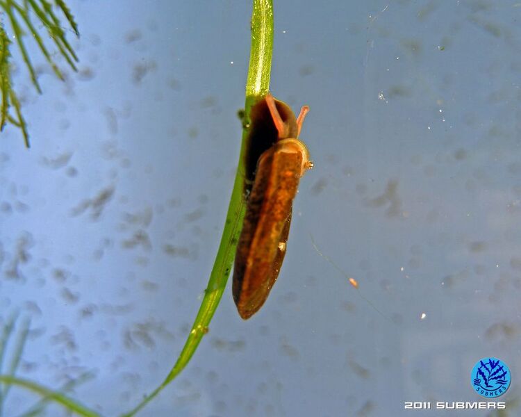 Datei:Gekielte Tellerschnecke11.jpg