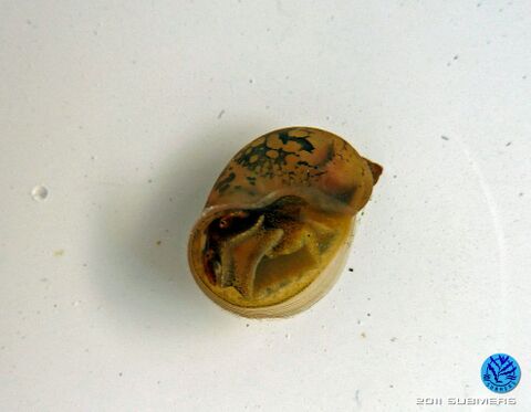 Ohrschlammschnecke13.jpg