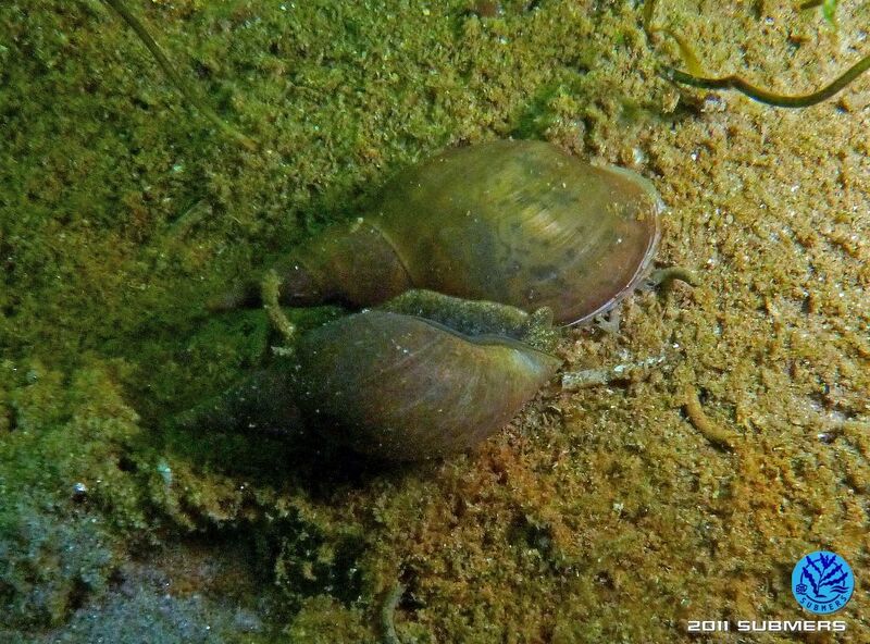 Datei:Spitzschlammschnecke22.jpg