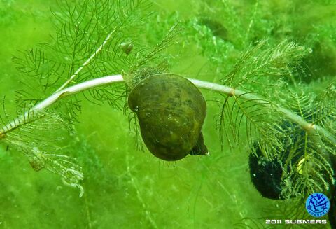 Ohrschlammschnecke7.jpg