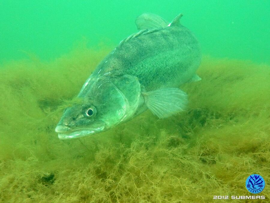 Zander10.jpg