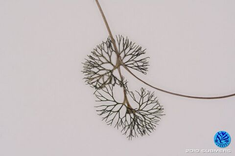 Image 0075 SHF D6.JPG
