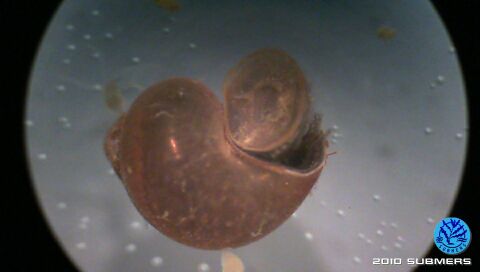 Langfühlerige Schnauzenschnecke2.jpg