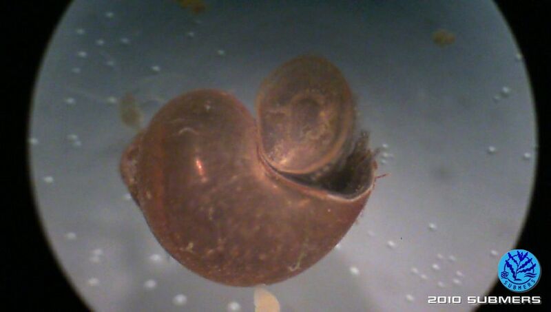 Datei:Langfühlerige Schnauzenschnecke2.jpg