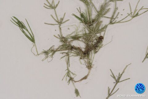 Image 0080 RAA D4.JPG