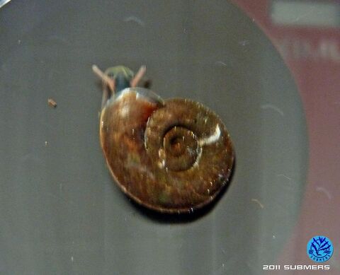 Gekielte Tellerschnecke4.jpg
