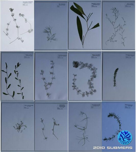 Datei:Herbarium.jpg