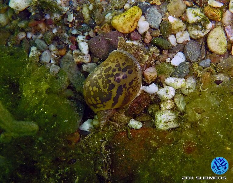 Datei:Ohrschlammschnecke19.jpg