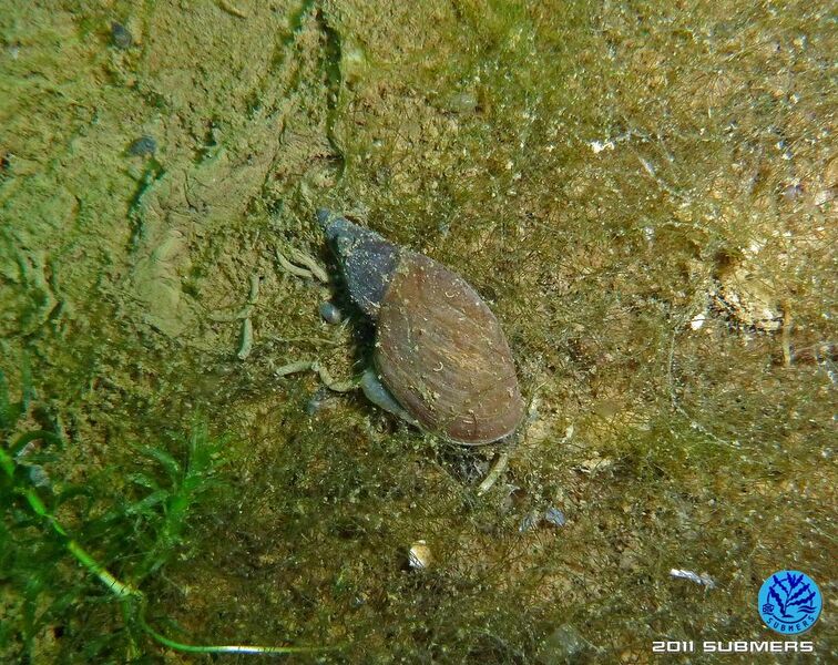 Datei:Spitzschlammschnecke24.jpg
