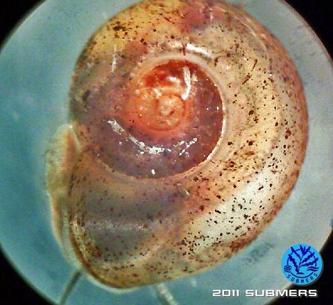 Tellerschnecke11.jpg