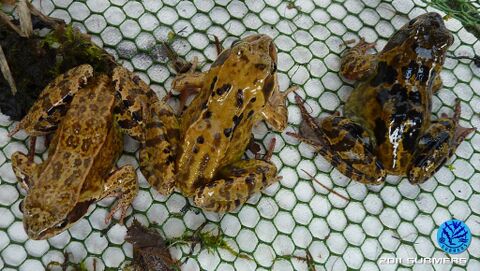 Grasfrosch31.jpg